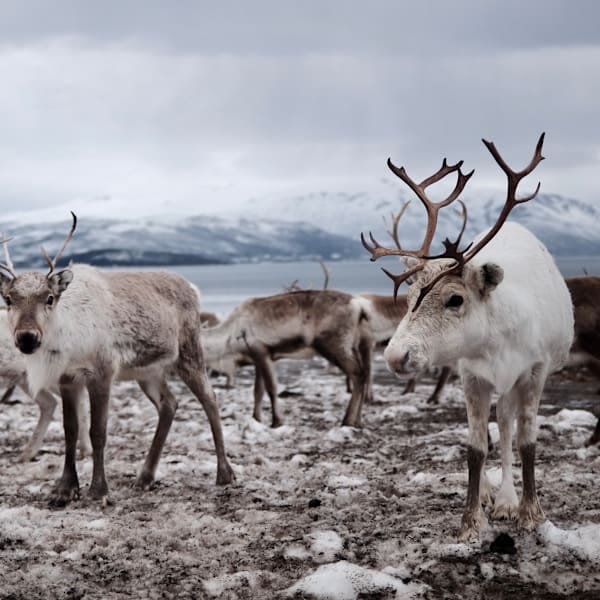 Explore Norwegen: Arctic Roadtrip zum Nordkap