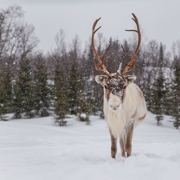 Finnland Signature: Nordlichtzauber im Nature Igloo