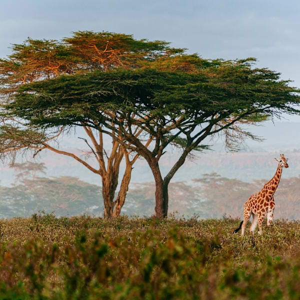 South Africa road trip: Wild glamping and Kruger safari